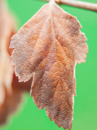 Close-up of dried autumn leaf