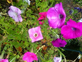 Close-up of pink flowers in park