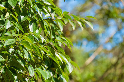 Close-up of fresh green leaves