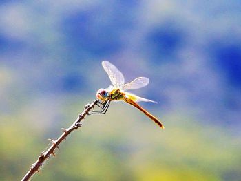 Close-up of butterfly perching on stem against sky