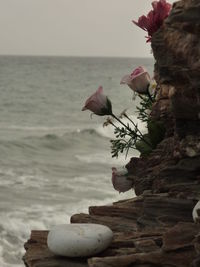 Close-up of flowers by sea against sky