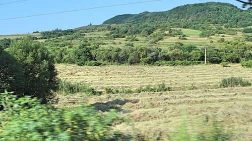 Scenic view of field against clear sky
