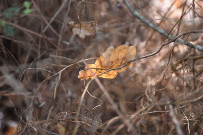 Close-up of dry autumn leaves on field