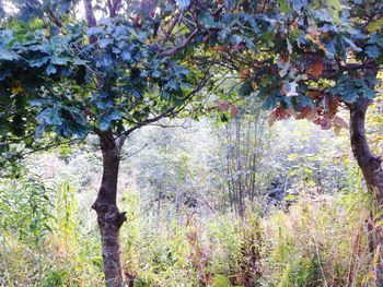 Trees growing in forest