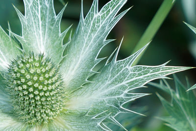 Close-up of succulent plant