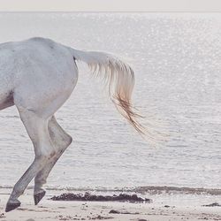 Cropped image of horse on shore at beach