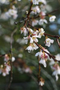 Close-up of cherry blossoms in spring