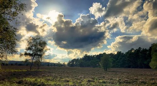 Trees on field against sky