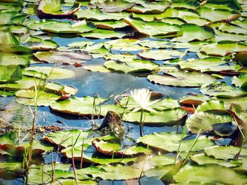 Water lily in lake