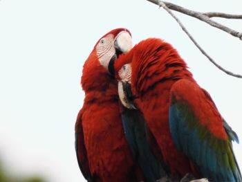 Close-up of parrot perching on a bird