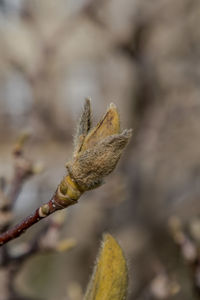 Close-up of flower buds on plant