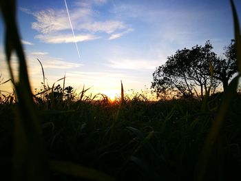 Close-up of grass against sky during sunset
