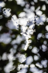 Close-up of branches of tree