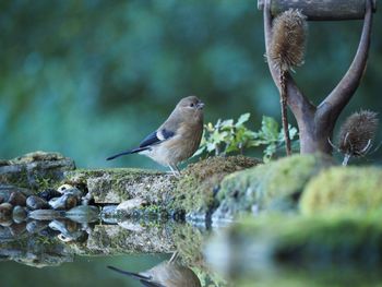 Bird perching on a tree