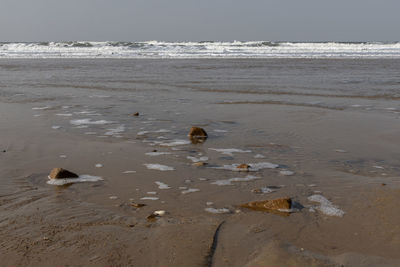 View of crab on beach