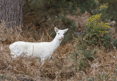 White sika deer in woodland,