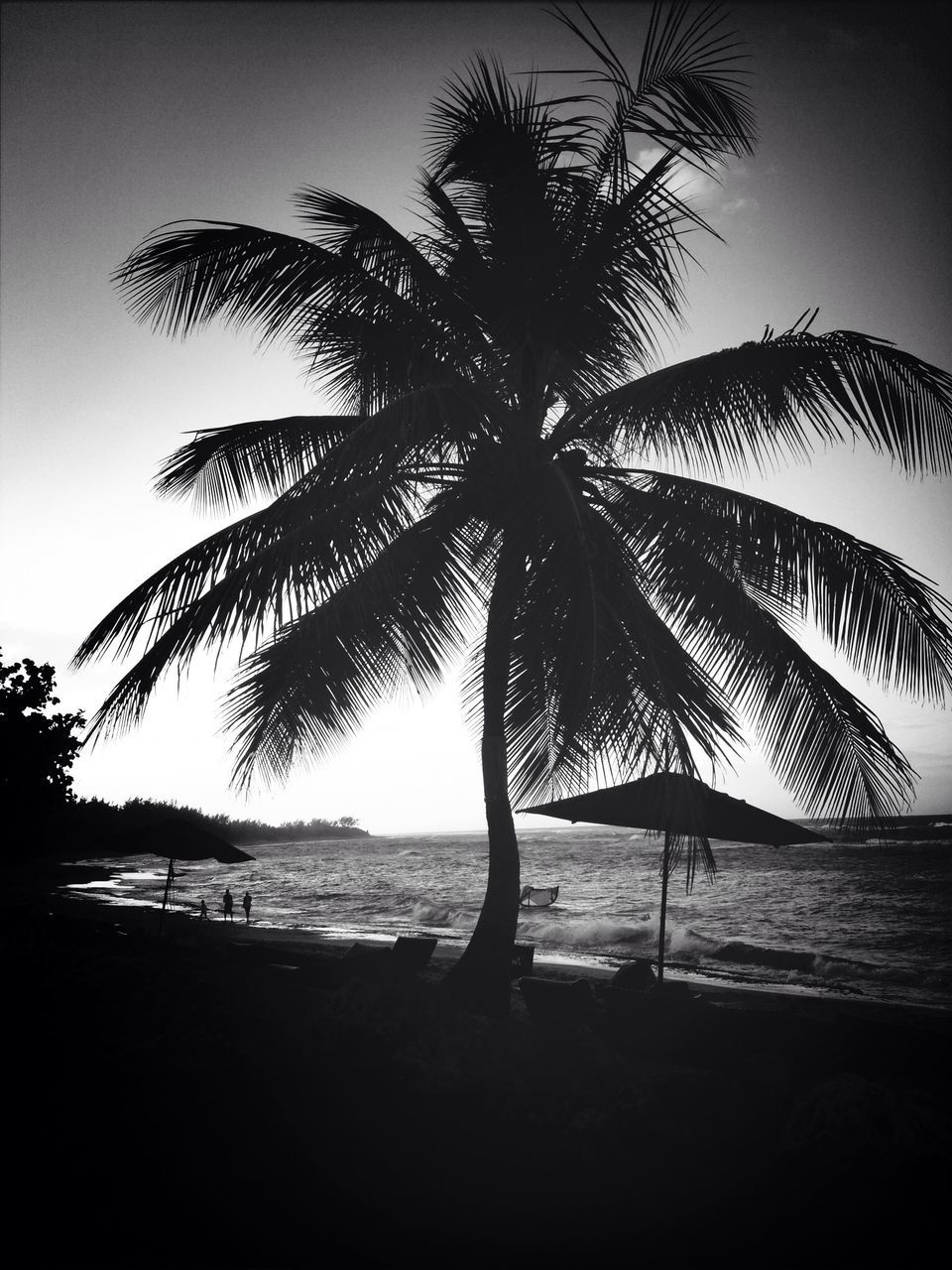 palm tree, tree, silhouette, tranquility, tree trunk, sky, growth, tranquil scene, nature, beauty in nature, scenics, beach, branch, low angle view, coconut palm tree, sea, clear sky, sunset, outdoors, horizon over water