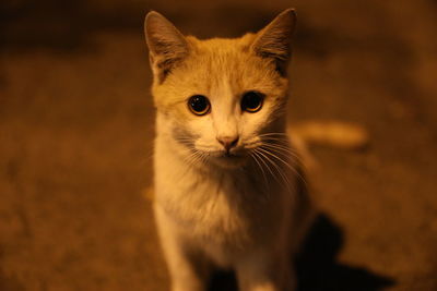 Stray cat posing for a perfect shot