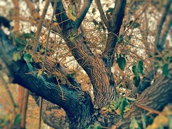 Close-up of tree trunk