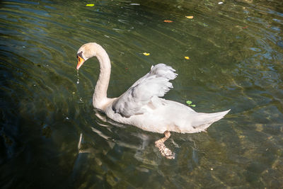 High angle view of swan swimming in lake