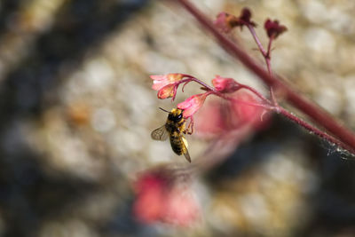 Close-up of bee on flower