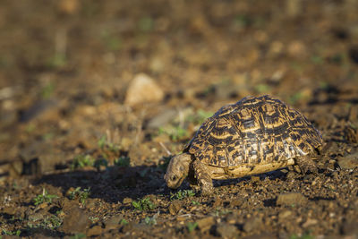 Close-up of turtle on land