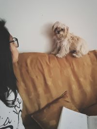 Portrait of dog relaxing on sofa at home