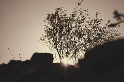 Low angle view of silhouette tree against sky during sunset