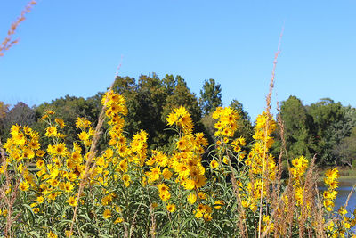 Yellow flowers growing on tree against clear sky