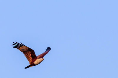 Low angle view of bird flying