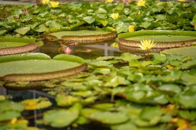 Close-up of lotus water lily in lake