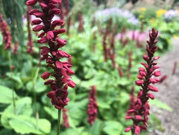 Close-up of pink flowering plant