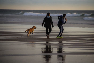 Rear view of dogs walking on beach