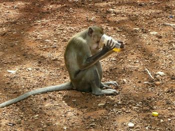 Monkey sitting outdoors