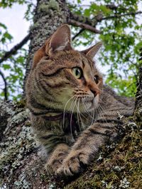 Close-up of cat sitting in a tree