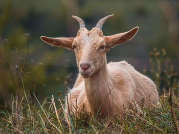 Portrait of a horse on field