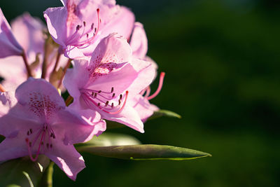 Close-up of pink flowering plant