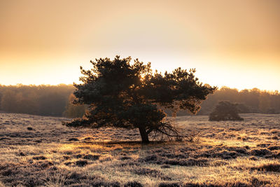 Trees on field against sky at sunset