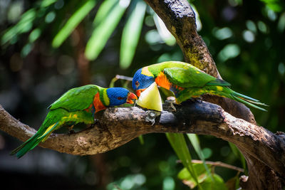 Parrots perching on a branch