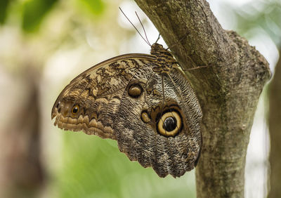 Close-up of butterfly on tree trunk