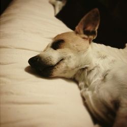 Dog sleeping on couch