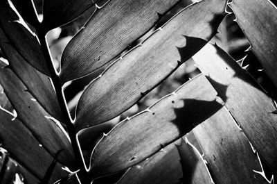 Full frame shot of plant