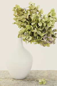 Close-up of white flower over white background