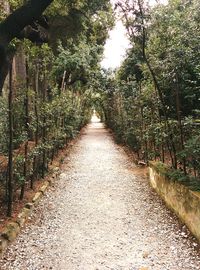 Footpath amidst trees in forest