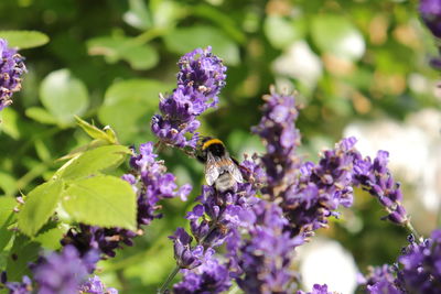 Close-up of bee pollinating on purple flowering plant