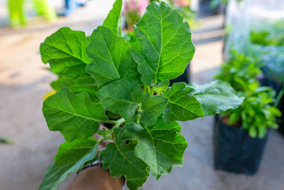 Close-up of plant