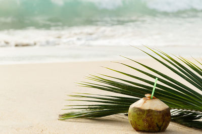 Close-up of plant on beach