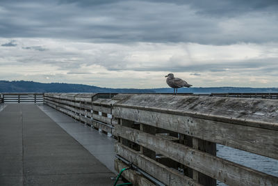 Bird perching on pier against sky