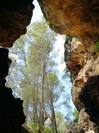 Low angle view of rock formations in forest