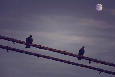 Low angle view of bird perching on pole against sky